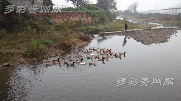 贵州：“以水养水”打通农业水价改革“最后一公里”