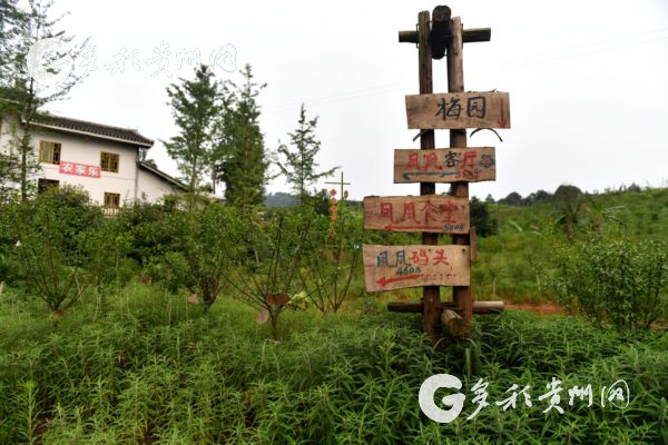 【共舞长江经济带】贵州赤水：“城市后花园”释放生态红利