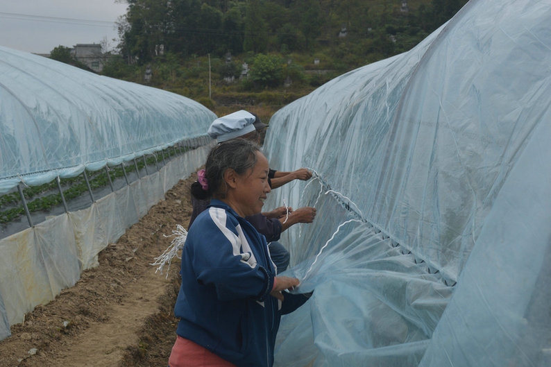 【聚焦八要素】平塘县落良村：一颗“草莓”撬动新农村产业发展