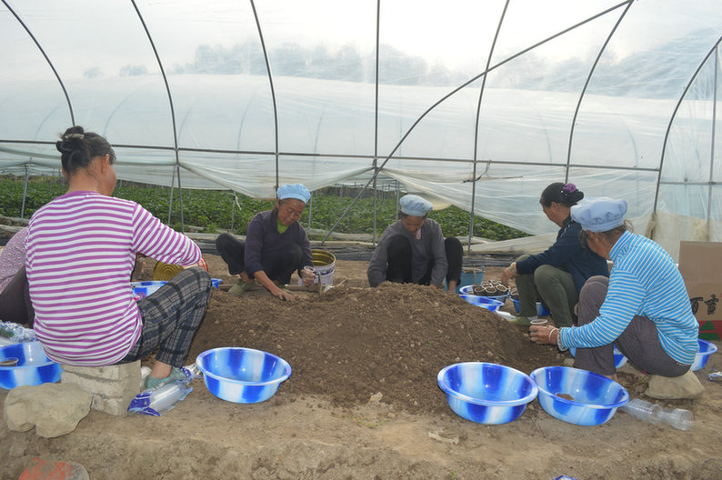 【聚焦八要素】平塘县落良村：一颗“草莓”撬动新农村产业发展