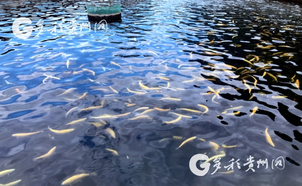 【特色新兴产业看贵州】梵净山下山泉水 养出致富“黄金鱼”