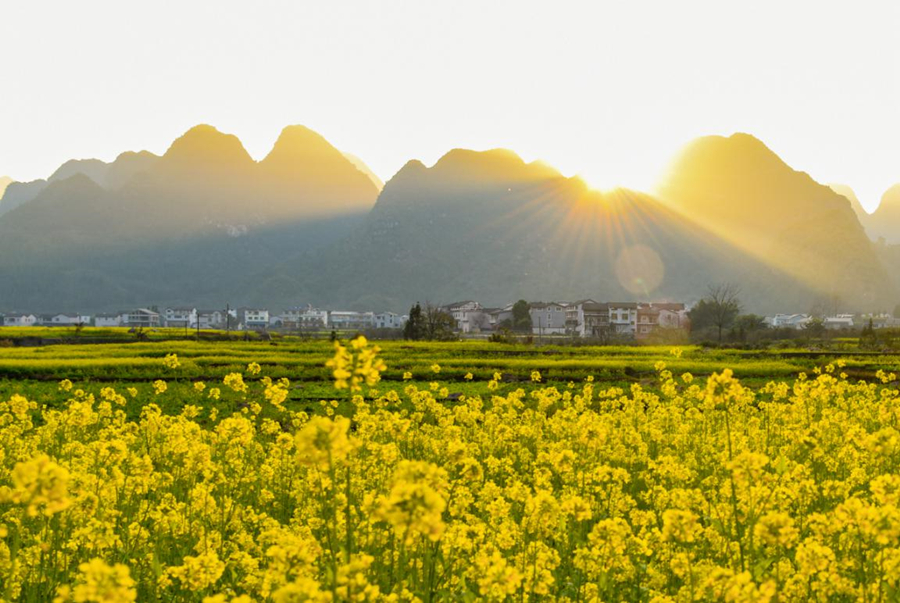 Wangfenglin turns bright yellow in spring