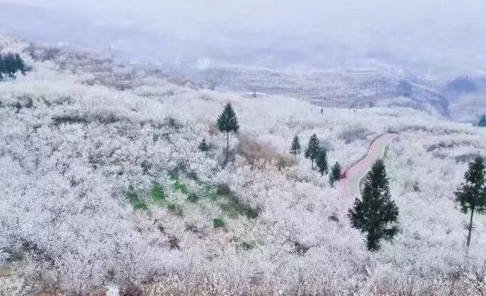 Four places to see cherry blossoms in Guizhou