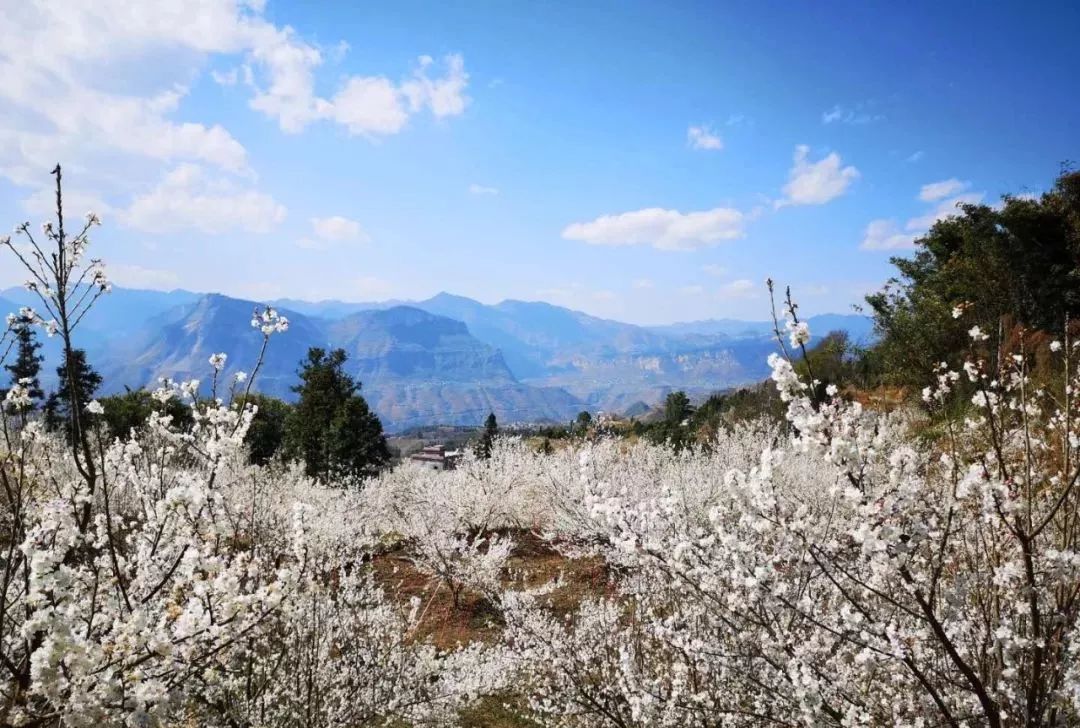 Four places to see cherry blossoms in Guizhou